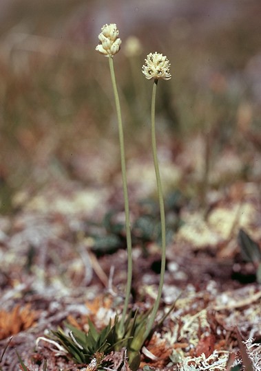 Tofieldia pusilla