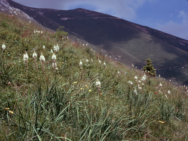 Asphodelus albus