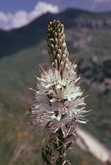 Asphodelus albus