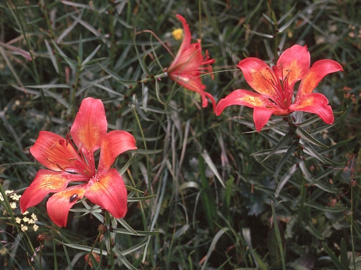 Lilium bulbiferum