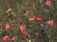 Lilium bulbiferum