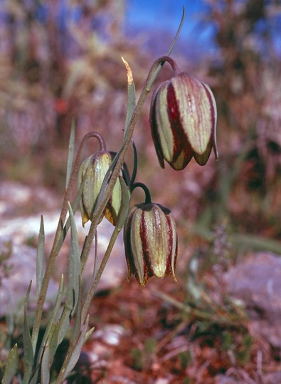 Fritillaria hispanica