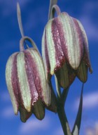 Fritillaria hispanica