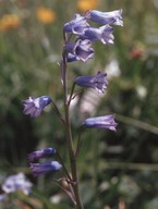 Hyacinthus amethystinus