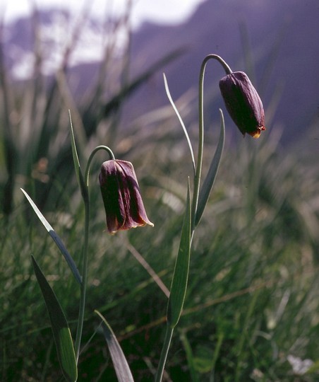 Fritillaria pyrenaica