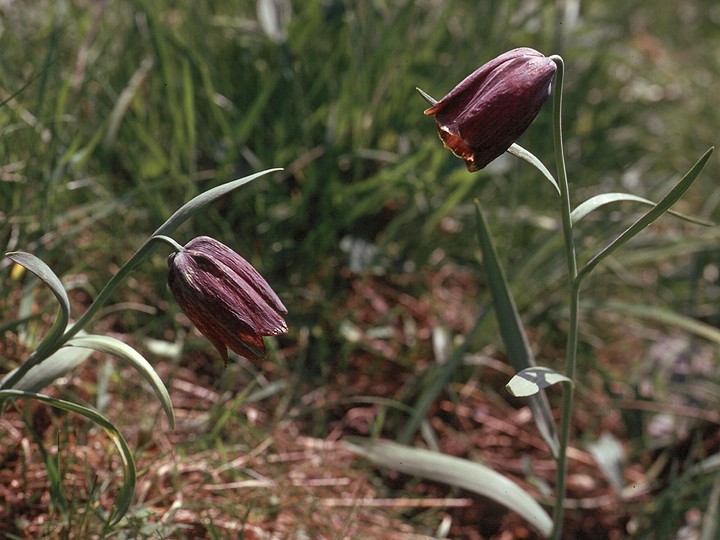 Fritillaria pyrenaica