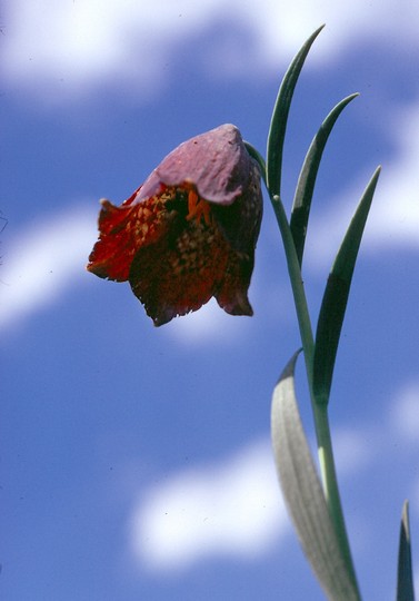 Fritillaria pyrenaica