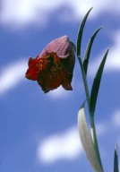 Fritillaria pyrenaica