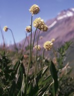 Allium victorialis