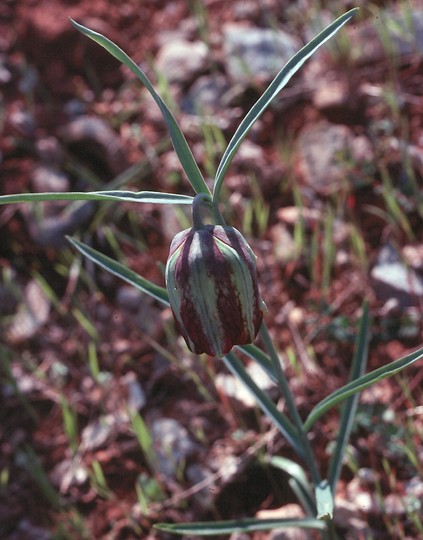 Fritillaria messanensis