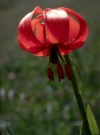 Lilium carniolicum