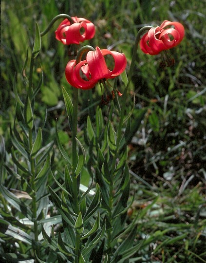 Lilium carniolicum