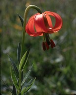 Lilium carniolicum