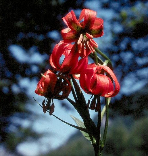 Lilium carniolicum