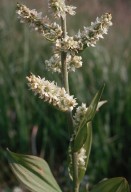 Veratrum album ssp. album