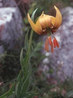 Lilium bosniacum