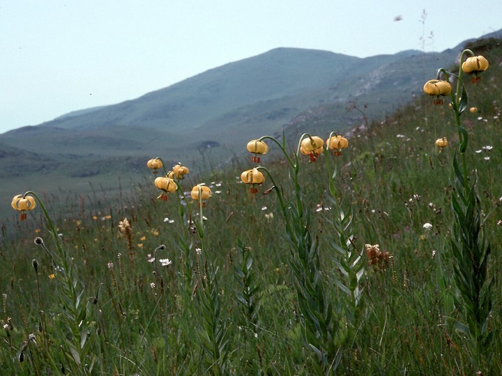 Lilium bosniacum