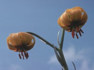 Lilium bosniacum