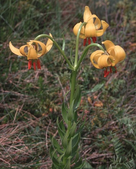 Lilium bosniacum