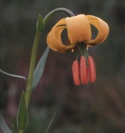 Lilium bosniacum