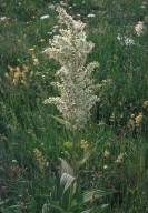 Veratrum album ssp. album