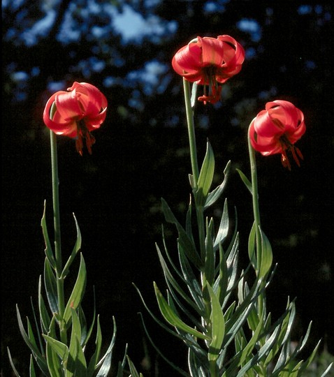 Lilium carniolicum