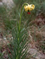 Lilium pyrenaicum