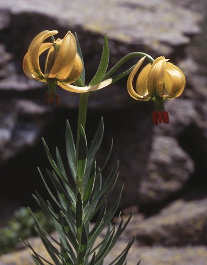 Lilium pyrenaicum