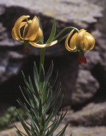 Lilium pyrenaicum