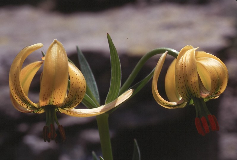 Lilium pyrenaicum