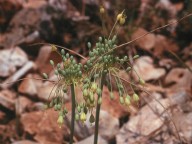 Allium flavum