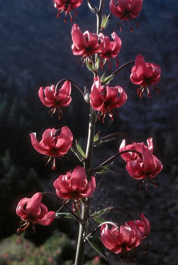 Lilium martagon