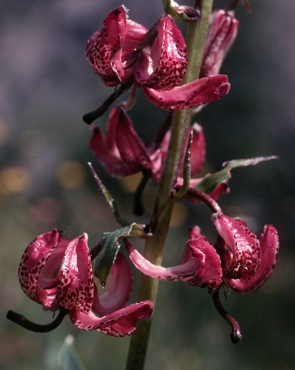 Lilium martagon