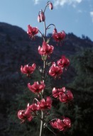 Lilium martagon