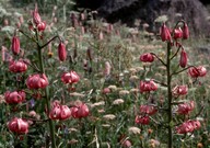 Lilium martagon