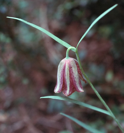 Fritillaria messanensis