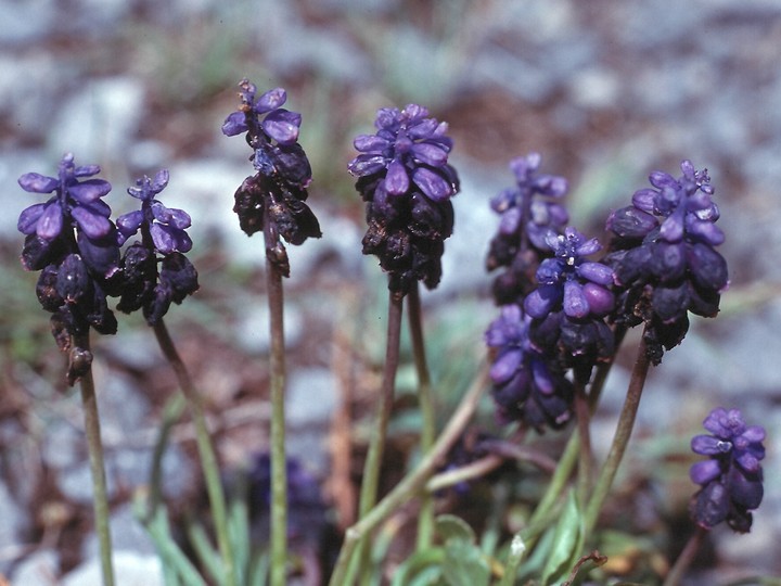 Muscari racemosum