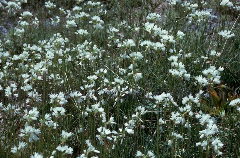 Allium roseum?