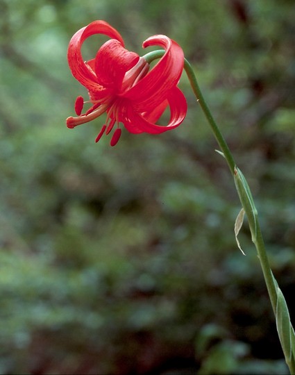 Lilium chalcedonicum