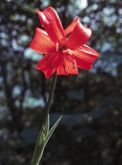 Lilium chalcedonicum