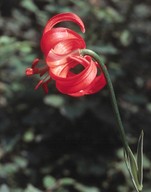 Lilium chalcedonicum