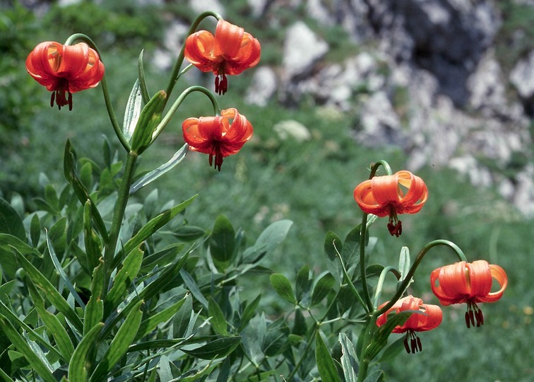 Lilium carniolicum