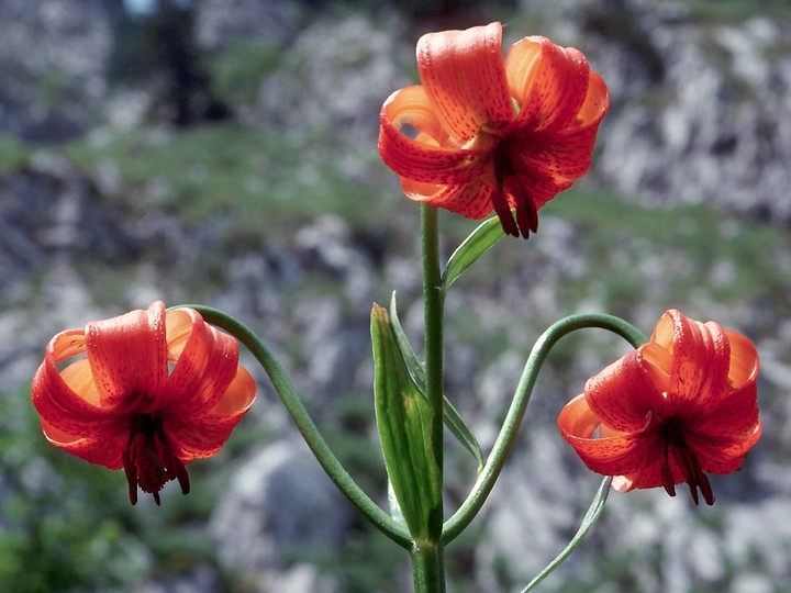 Lilium carniolicum