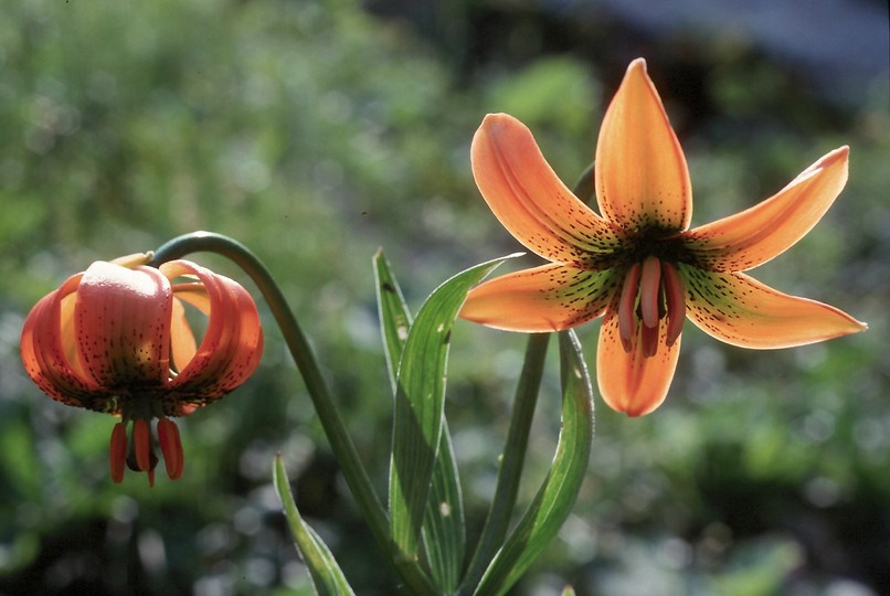 Lilium carniolicum