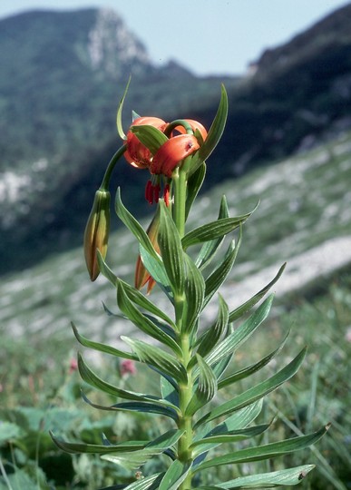 Lilium carniolicum