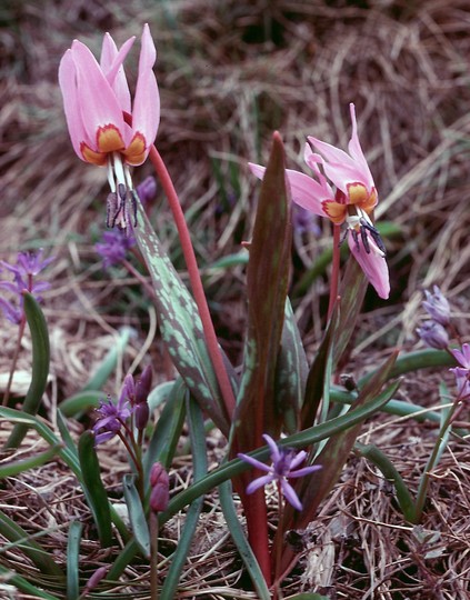 Erythronium dens-canis