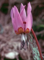 Erythronium dens-canis