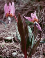 Erythronium dens-canis