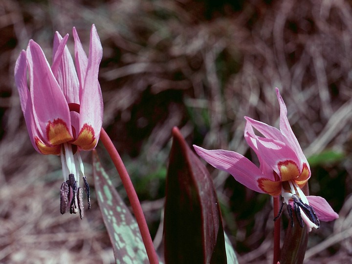 Erythronium dens-canis