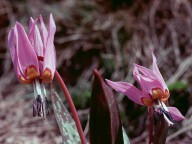 Erythronium dens-canis